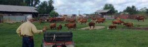 Capt. Karl looking over Red Angus herd.